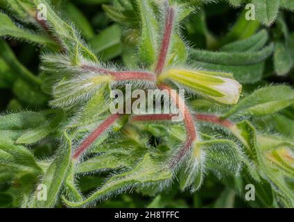 Ein goldener Tropfen, Onosma arenaria ssp. Pyramidata, Onosma arenaria, blüht in den Alpen Stockfoto