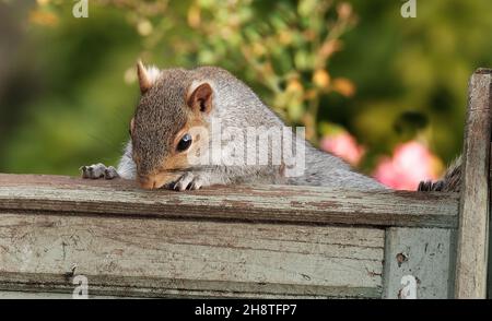 Das östliche graue Eichhörnchen, auch einfach als das graue Eichhörnchen bekannt, ist ein Baumhörnchen der Gattung Sciurus. Sie ist im östlichen Nordamerika beheimatet. Stockfoto