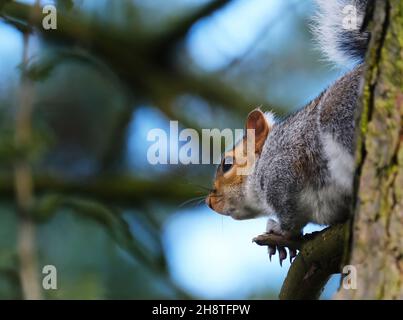 Das östliche graue Eichhörnchen, auch einfach als das graue Eichhörnchen bekannt, ist ein Baumhörnchen der Gattung Sciurus. Sie ist im östlichen Nordamerika beheimatet. Stockfoto