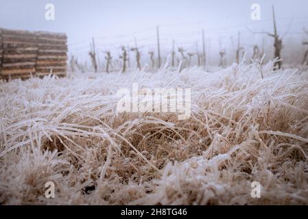 Gefrorener Weinberg im nebligen Winter. Weinberg bedeckt mit gefrorenem Regen. Weinberge mit gefrorenem Regen bedeckt. Weiße Winterlandschaft in den Weinbergen von aus Stockfoto