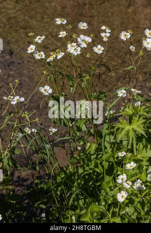 Akonitblatt-Butterblume, Ranunculus aconitifolius, blühenkalpenblütig auf feuchter Weide, Französische Alpen. Stockfoto