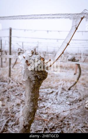 Gefrorener Weinberg im nebligen Winter. Weinberg bedeckt mit gefrorenem Regen. Weinberge mit gefrorenem Regen bedeckt. Weiße Winterlandschaft in den Weinbergen von aus Stockfoto
