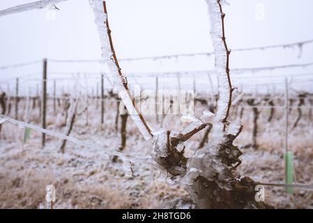 Gefrorener Weinberg im nebligen Winter. Weinberg bedeckt mit gefrorenem Regen. Weinberge mit gefrorenem Regen bedeckt. Weiße Winterlandschaft in den Weinbergen von aus Stockfoto