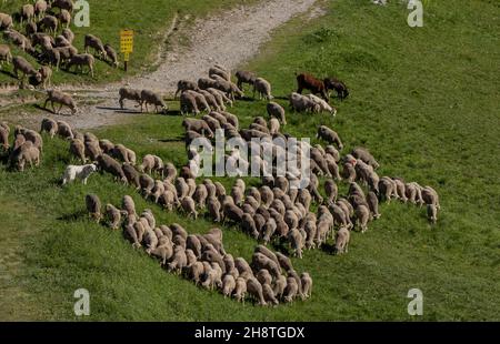 Große Schafherde auf Almen am Col du Lautaret, Französische Alpen. Stockfoto