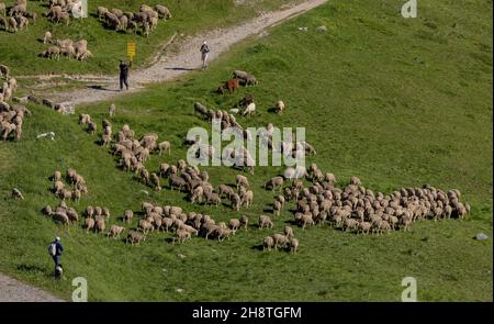 Große Schafherde auf Almen am Col du Lautaret, Französische Alpen. Stockfoto