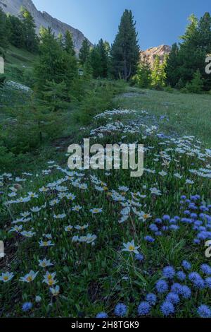 Massen von verfilzten Globularia, Globularia cordifolia und Bergavenen, Dryas octopetala, am frühen Morgen auf dem Col d'Izoard, Französische Alpen. Stockfoto