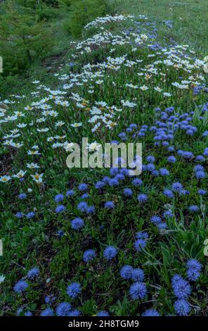 Massen von verfilzten Globularia, Globularia cordifolia und Bergavenen, Dryas octopetala, am frühen Morgen auf dem Col d'Izoard, Französische Alpen. Stockfoto