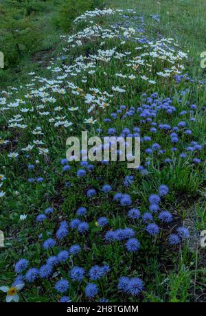 Massen von verfilzten Globularia, Globularia cordifolia und Bergavenen, Dryas octopetala, am frühen Morgen auf dem Col d'Izoard, Französische Alpen. Stockfoto