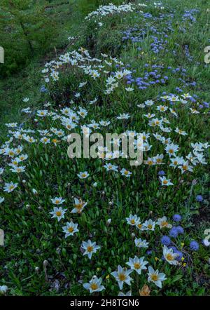 Massen von verfilzten Globularia, Globularia cordifolia und Bergavenen, Dryas octopetala, am frühen Morgen auf dem Col d'Izoard, Französische Alpen. Stockfoto