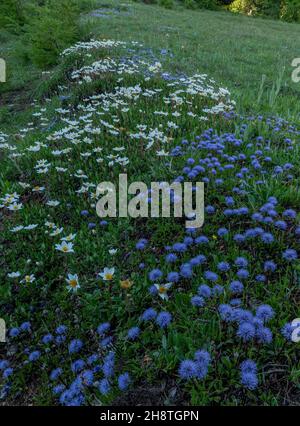 Massen von verfilzten Globularia, Globularia cordifolia und Bergavenen, Dryas octopetala, am frühen Morgen auf dem Col d'Izoard, Französische Alpen. Stockfoto