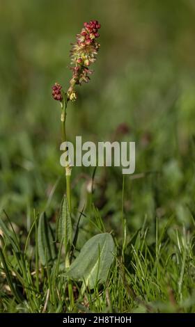 Sauerampfer, Rumex acetosa, blühend im sauren Grasland. Stockfoto