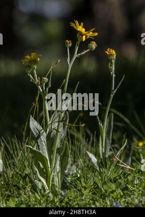 Gemsen-Ragwort, Senecio doronicum, blühend im Berggrasland, Col d'Izoard, Französische Alpen. Stockfoto