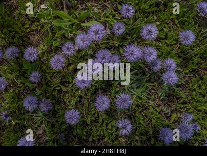 Verfilzte Globularia, Globularia cordifolia, in Blüte im Berggrasland, Französische Alpen. Stockfoto