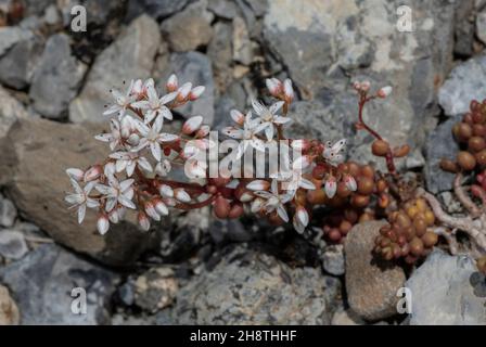 Weißer Steinbrock, Sedum Album, in Blüte. Stockfoto