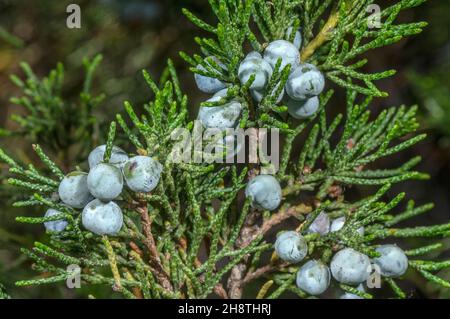 Savin Wacholder, Juniperus sabina, in Früchten; französische alpen. Stockfoto