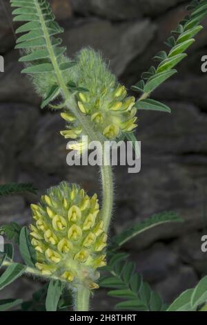 Zentralalpiner Milchvetch, Astragalus alopecurus, blüht im Queyras-Tal, französische alpen. Selten. Stockfoto