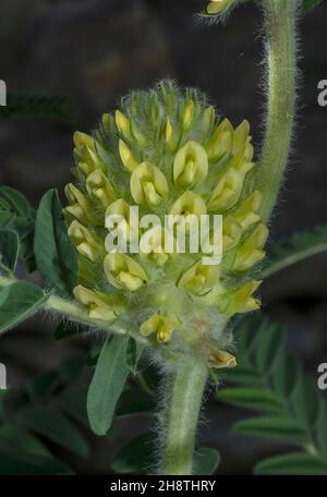 Zentralalpiner Milchvetch, Astragalus alopecurus, blüht im Queyras-Tal, französische alpen. Selten. Stockfoto