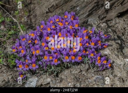 Alpine Toadflax, Linaria alpina, blühend auf einer Hochgebirgsklippe. Italienische Seealpen. Stockfoto