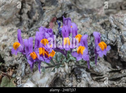 Alpine Toadflax, Linaria alpina, blühend auf einer Hochgebirgsklippe. Italienische Seealpen. Stockfoto