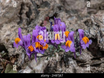 Alpine Toadflax, Linaria alpina, blühend auf einer Hochgebirgsklippe. Italienische Seealpen. Stockfoto