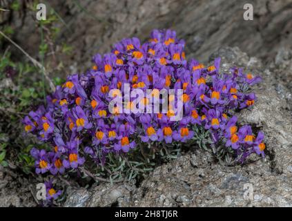 Alpine Toadflax, Linaria alpina, blühend auf einer Hochgebirgsklippe. Italienische Seealpen. Stockfoto