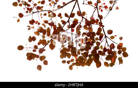 Äste mit roten Blättern isoliert auf weißem Grund Stockfoto