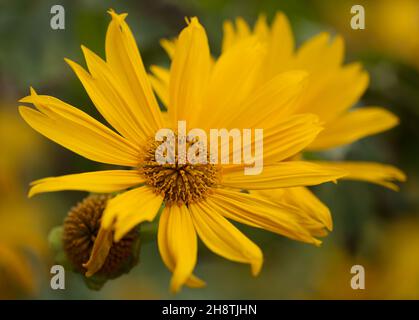 Blühende Tithonia diversifolia aka Baum Ringelblume, natürliche Makro floralen Hintergrund Stockfoto