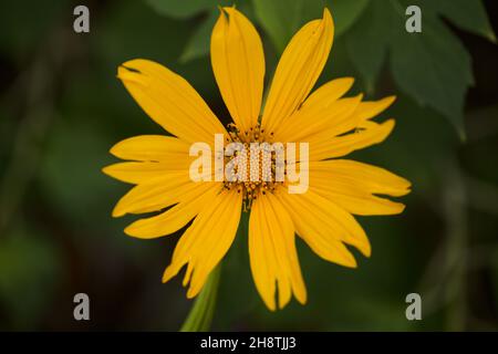 Blühende Tithonia diversifolia aka Baum Ringelblume, natürliche Makro floralen Hintergrund Stockfoto