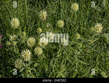 Ungarischer Kleeblatt, Trifolium pannonicum, blüht in den Seealpen, Italien. Stockfoto