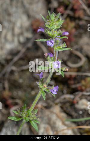 Basilikum Thymian, Acinos arvensis, in Blüte. Jährliche Anlage. Stockfoto