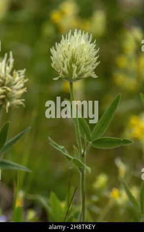 Ungarischer Kleeblatt, Trifolium pannonicum, blüht auf einer Bergwiese. Stockfoto