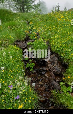 Gebirgsbach im Nebel, mit Gelbem Holz-Violett, Königspüllchen usw. unterhalb des Col Sampiero. Seealpen. Stockfoto