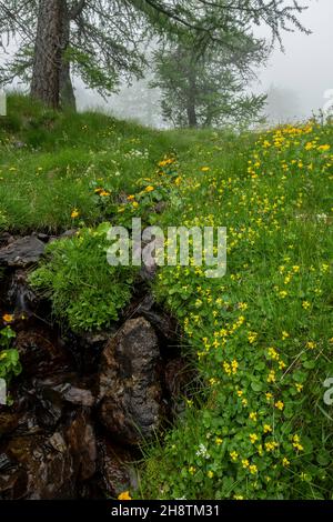 Gebirgsbach im Nebel, mit Gelbem Holz-Violett, Königspüllchen usw. unterhalb des Col Sampiero. Seealpen. Stockfoto