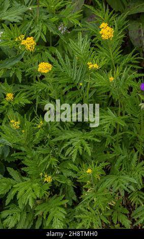 Tansy-Laubrakete, Hugueninia tanacetifolia, blühend am Bergstraßrand, Alpen. Stockfoto