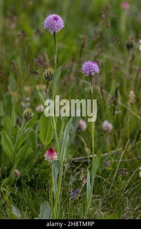 Rundkopf-Orchidee, Traunsteinera globosa, blühenkraut auf der Bergwiese, Seealpen. Stockfoto