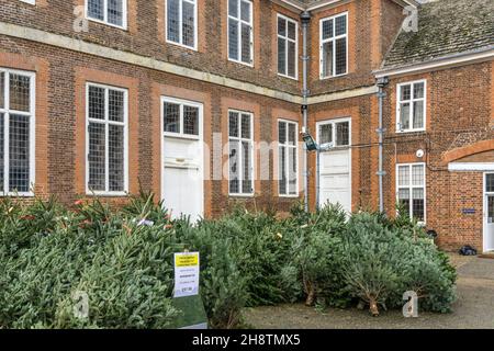 Echte Weihnachtsbäume zum Verkauf im Innenhof des Boughton House, einem Herrenhaus in Northamptonshire, Großbritannien Stockfoto