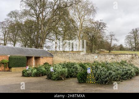 Echte Weihnachtsbäume zum Verkauf im Innenhof des Boughton House, einem Herrenhaus in Northamptonshire, Großbritannien Stockfoto