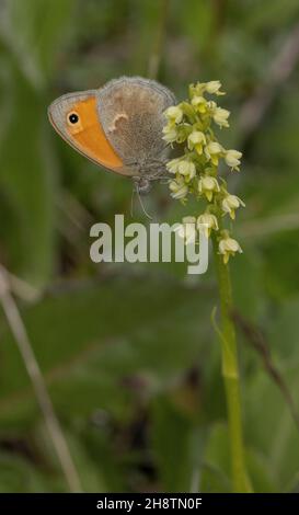 Kleiner Heideschmetterling, Coenonympha pamphilus, thront auf einer kleinen weißen Orchidee, Pseudorchis albida, Alpen. Stockfoto