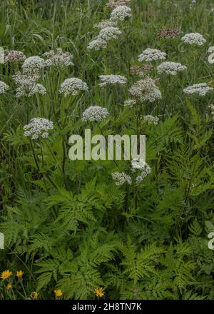 Goldener Chervil, Chaerophyllum aureum, blühend auf der Bergwiese, Italien. Stockfoto