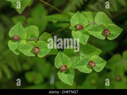 Süßer Spurge, Eforbia dulcis, blühend; Waldrand, Seealpen. Stockfoto