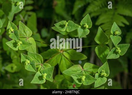 Süßer Spurge, Eforbia dulcis, blühend; Waldrand, Seealpen. Stockfoto