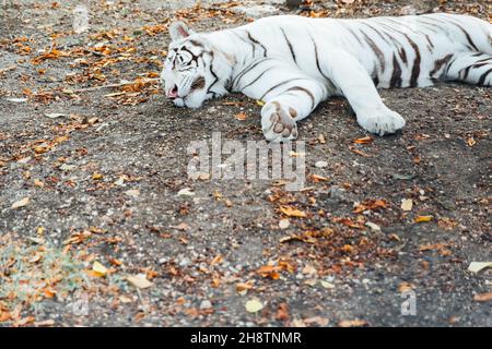 Der weiße Tiger schläft nach der Jagd im Schatten der Bäume Stockfoto