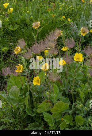 Alpine Avens, Geum montanum, in Blumen und Früchten, Maritime Alpen. Stockfoto