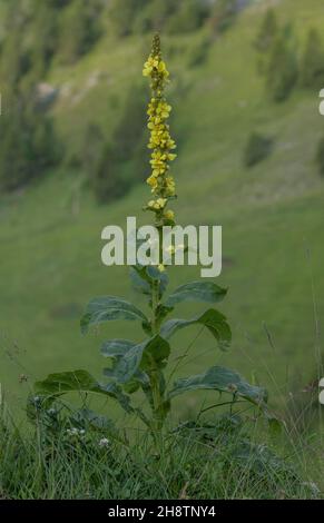 Dicht blühende Königskerze, Verbascum densiflorum, blüht in den Seealpen. Stockfoto