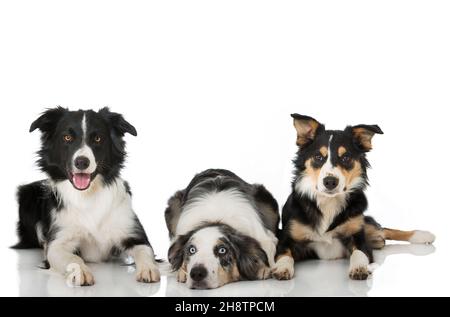 Drei Border Collies isoliert auf weiß Stockfoto