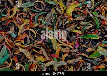 Herbstlaub Orchard 2 Stockfoto