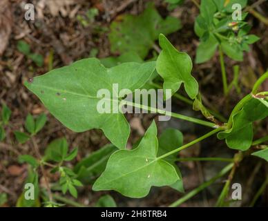 Blätter des Schilddocks, Rumex scutatus, Stockfoto