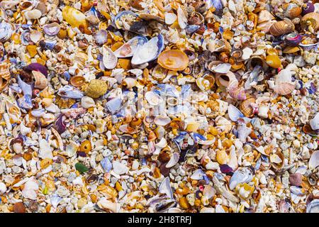 Blick von oben auf verwaschene und zerbrochene Muscheln am Sandstrand in Kapstadt Stockfoto