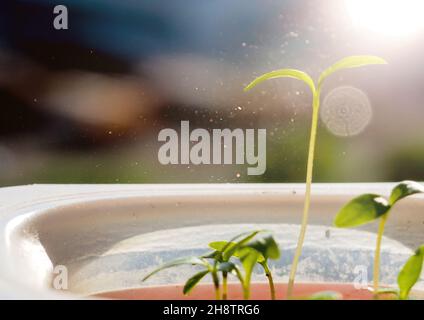 Junge Pflanze wächst im Sonnenlicht, wächst Sprout - Beginn Eines neuen Lebens. Die Sprössling wachsen aus dem Boden mit Sonnenlicht. Stockfoto