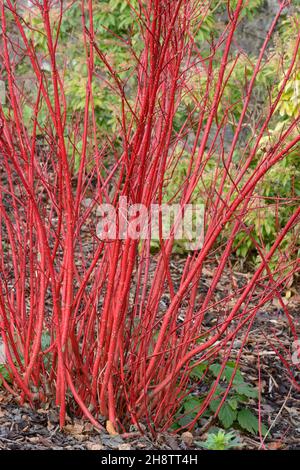 Cornus alba Sibirica sibirisches Dogwood schlanke rote Stämme im Winter Stockfoto